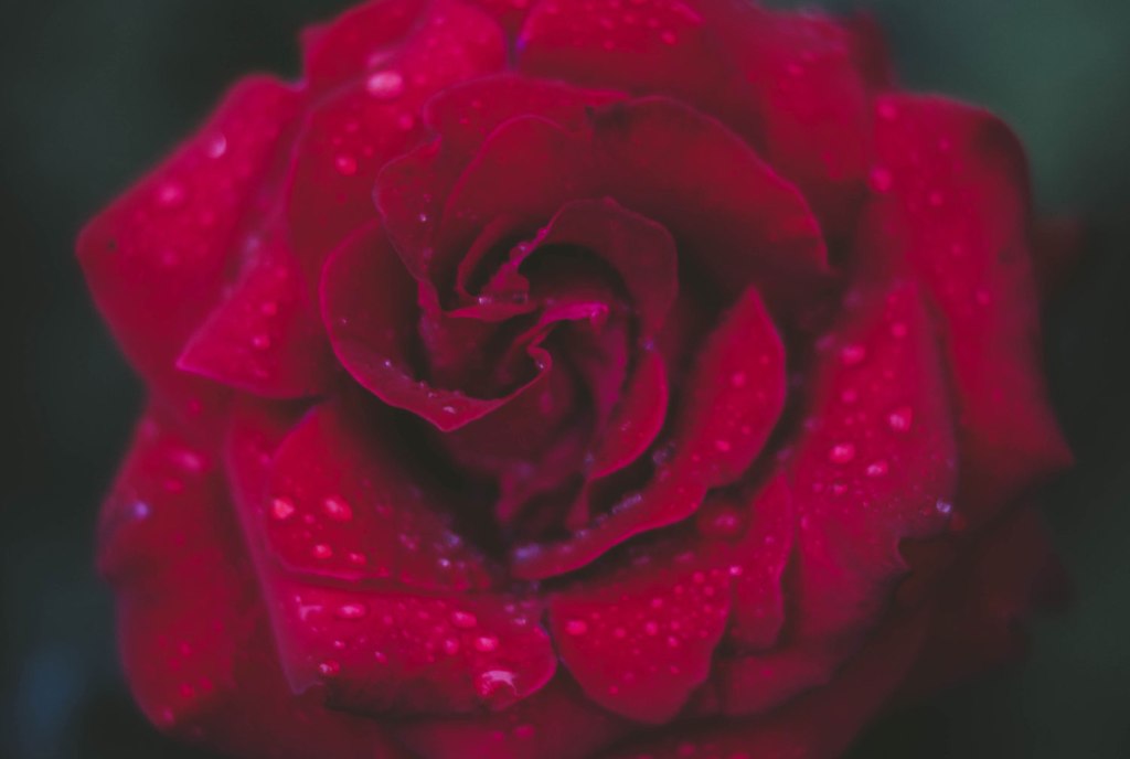 A Cherished Rose